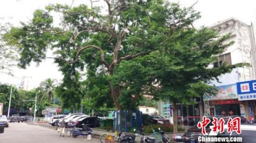 λ�ں����к���·�ϵ�һ�������60��ĺ��ϻƻ��������������ɽ���Ϊ264��Ԫ����ҡ�����ʿ�ܡ���