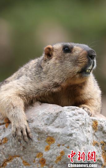 ͼΪϲ�����ź�̡����Τ�� ��