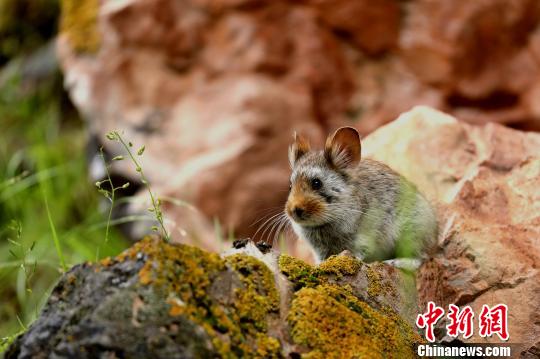 ͼΪ�������á��������� ��