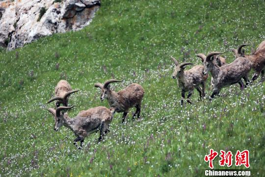 ͼΪ�����Ӷ�ѩ���Ӵ������㵽�����򡣡����� ��