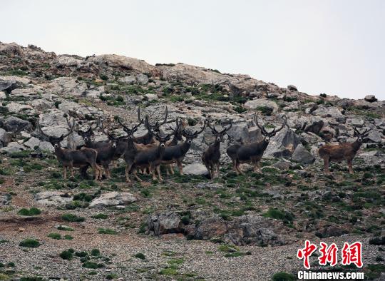 ͼΪ�״�¹���������� ��