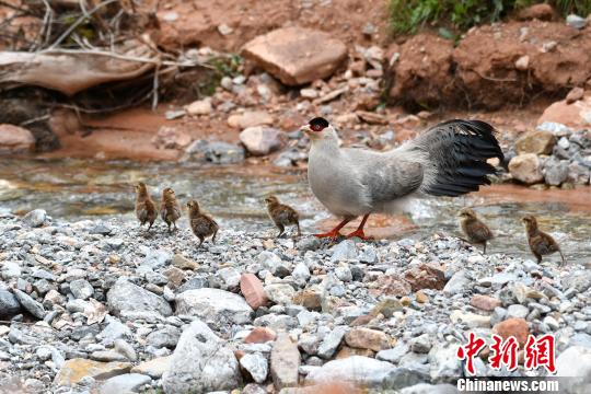 ͼΪ�������޳�ľ�����㵽�İ��������̡������޳�ľ ��