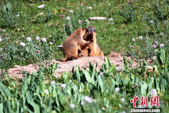 ͼΪ������ɫӪ�Ŷ����㵽�ĺ�̡������ɫӪ ��