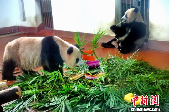 “星一”“雅一”正在吃生日蛋糕和竹子 王益 摄