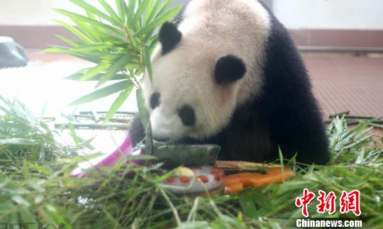 正在吃生日蛋糕的其中一只大熊猫 王益 摄