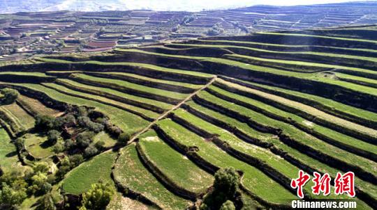 如今的车道岭大小8座山梁、50多个山沟河湾,13000多亩土地已全被林木覆盖,杨树、杏树、山毛桃、油松、侧柏、核桃以及文冠果等树木长势喜人。(资料图) 钟欣 摄