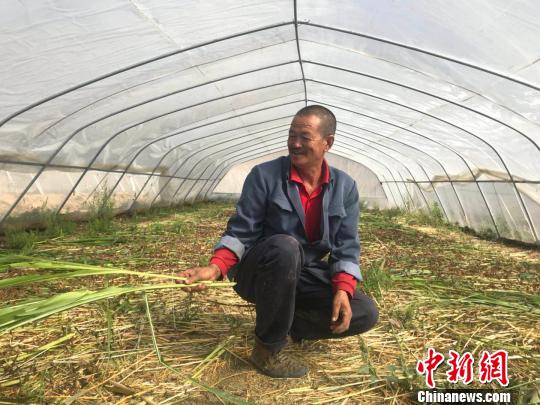 塞北庄稼地里的“金蚂蚱”