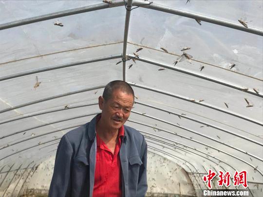 一棚蚂蚱大约有150斤左右,一年能带来将近6000元的收入。 胡健 摄