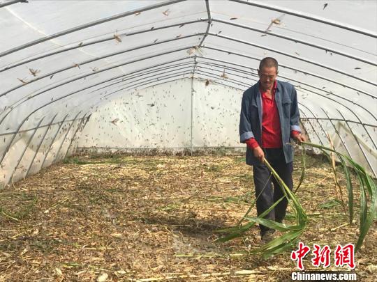 种了半辈子地的李子齐从未想过,曾经深恶痛绝的田间害虫蚂蚱竟将他带上致富道路。 胡健 摄