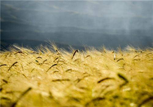 ���������һҳ