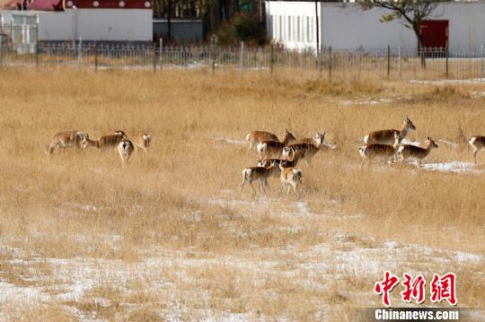图为工作人员记录到2只普氏原羚幼羚同时由1只母羚哺乳。 吴永林 摄