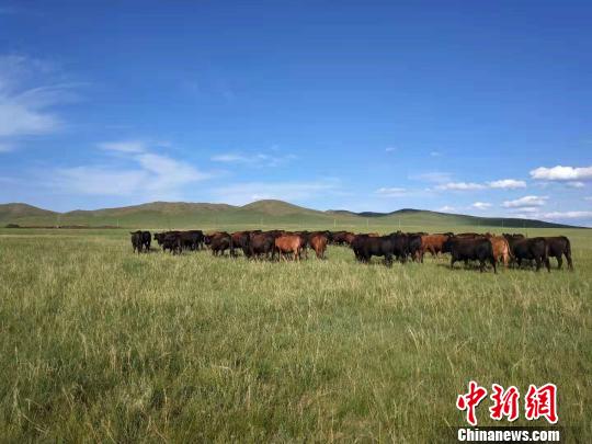 ͼΪ�����ڵİĴ����ǰ���˹ţ������� ��