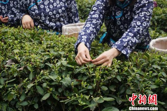 ��������ժ���̡��������� ��