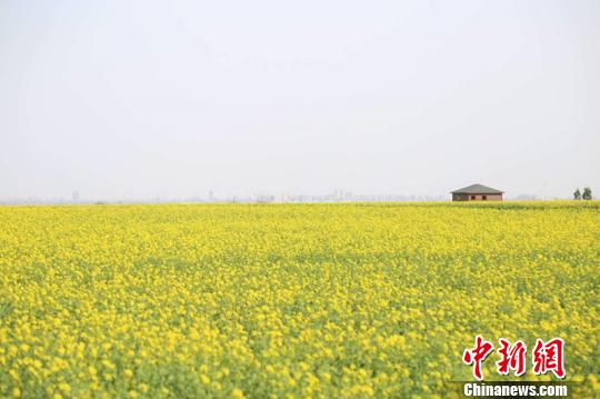 �ӱ�ʡɳ���еĽ�ɳ�Ӻ�������Ŀ԰���ڣ�3000ǧĶ�Ͳ˻�ʢ����������ȥ�����޷�⾡���۵ס�������� ��