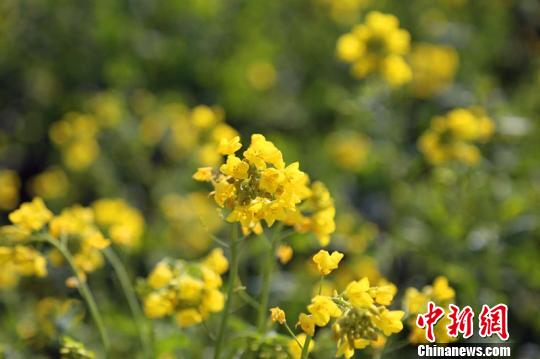 �����ḧ��3000ǧĶ�Ͳ˻�ҡҷ��������������֮��ʱ����ɫ�ġ����ˡ��᲻��Ϯ����������� ��