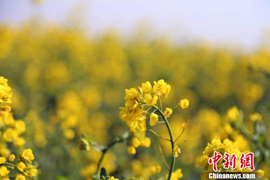 �����ḧ��3000ǧĶ�Ͳ˻�ҡҷ��������������֮��ʱ����ɫ�ġ����ˡ��᲻��Ϯ����������� ��