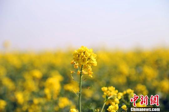 �����ḧ��3000ǧĶ�Ͳ˻�ҡҷ��������������֮��ʱ����ɫ�ġ����ˡ��᲻��Ϯ����������� ��