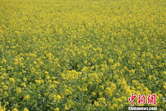 3000ǧĶ�Ͳ˻�ʢ�������Ǿ������ƽ�ס�����Ϊ������һ�������ķ羰�ߡ�������� ��