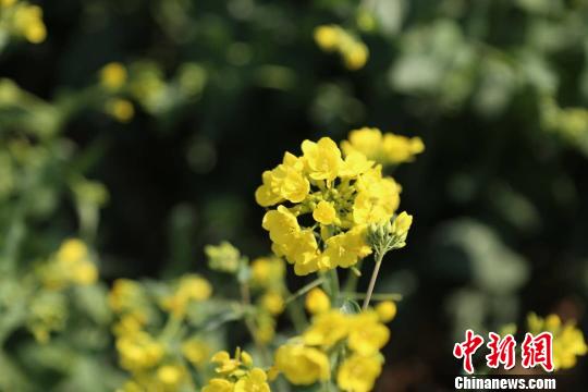 �����ḧ��3000ǧĶ�Ͳ˻�ҡҷ��������������֮��ʱ����ɫ�ġ����ˡ��᲻��Ϯ����������� ��