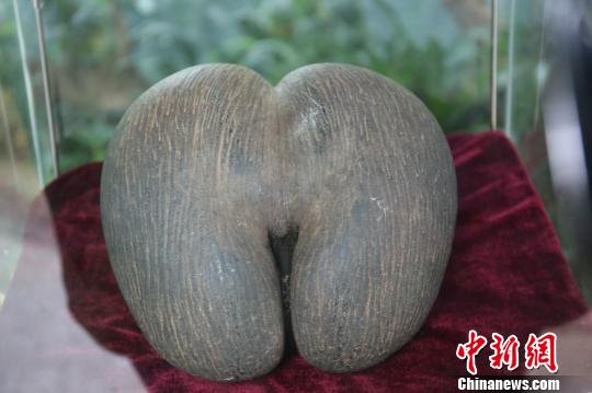 �����磬��ֲ�����ӡ�--��Ҭ�ӡ��������� ��