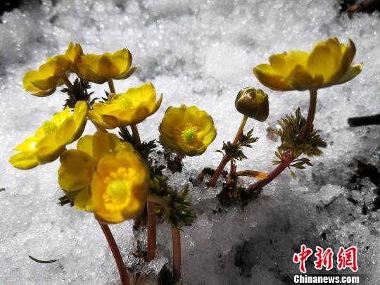 ���軨�ڷ��ɽ��ѩӭ����