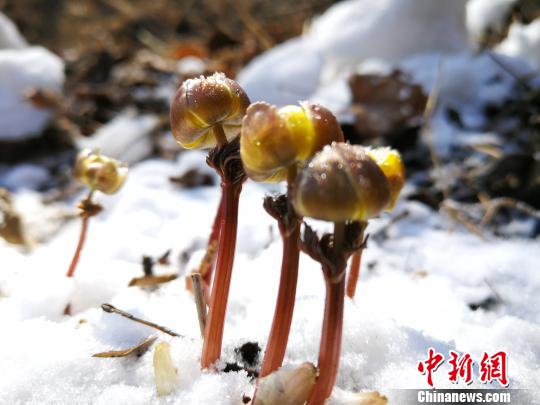 ���軨�ڷ��ɽ����ʢ����