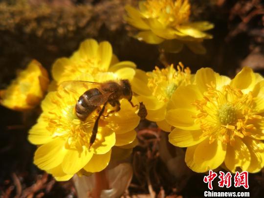 �۷�ͣ���ڱ��軨�ϡ�