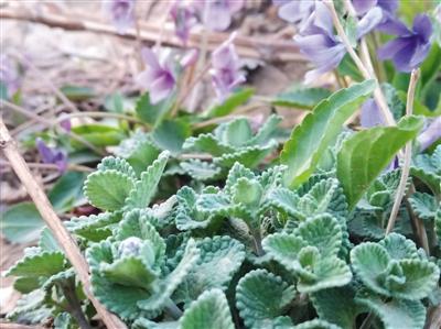 ���������һҳ