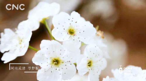 ���������һҳ