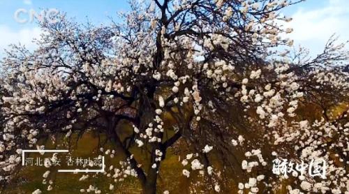 ���������һҳ