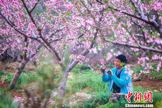 资料图:北京市平谷区桃农正在修剪桃树。 张一阳 摄