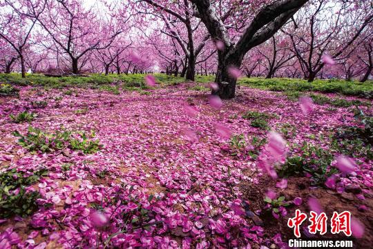 资料图:每到4月,北京市平谷区22万亩桃花竞相开放,如同粉红色的海洋。 张一阳 摄
