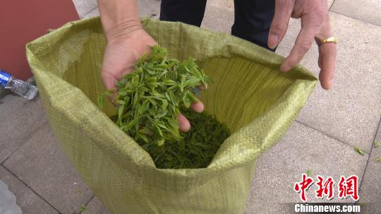 4��13�գ��Ӳ�԰��ժ����������������Ҷ��������� ��