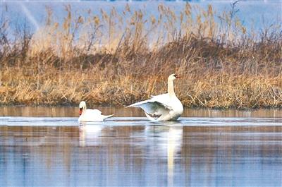 ���������һҳ