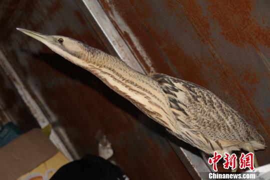 �ຣ����¼�������Zר�ҳ�ϵ��·