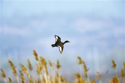 ���������һҳ