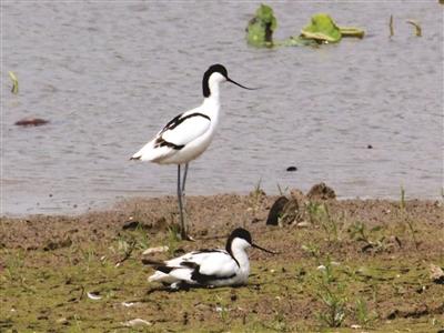 ���������һҳ