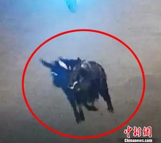 ͼΪ����Ƶ��ؼ�¼�µ����硣������ί�������ṩ