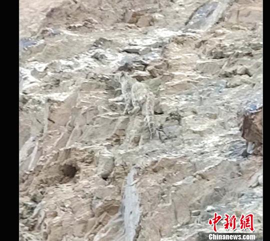 ѩ���������ͱڱ��н��߹�����(��Ƶ��ͼ) ʢ�� ��