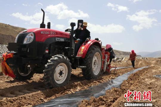 图为青海省海南州贵德县新街乡陆切村的村民们在马铃薯种植基地里进行机械种植马铃薯。 陶亚荣 摄