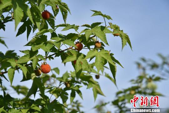 �㽭����ũ�ˡ�����ζ�ټ���С�ʹ���ʢ���������黳