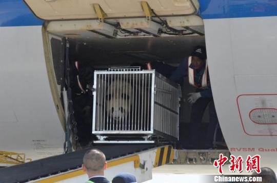 大熊猫“奇果”和“园满”运抵西宁加入青藏高原“家族”