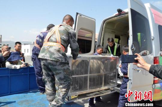 图为6月5日运抵青海西宁的大熊猫。青藏高原野生动物园熊猫馆供图