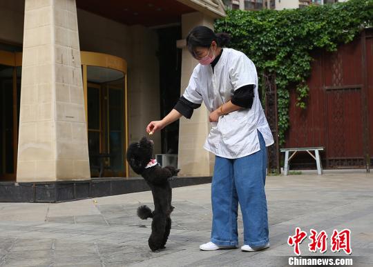 宠物美容师李玲跟宠物狗进行互动。 高展 摄