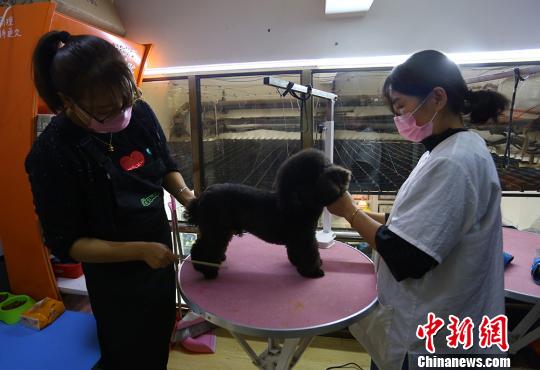 宠物美容师的日常:给小狗“洗剪吹”一只狗要花1个多小时