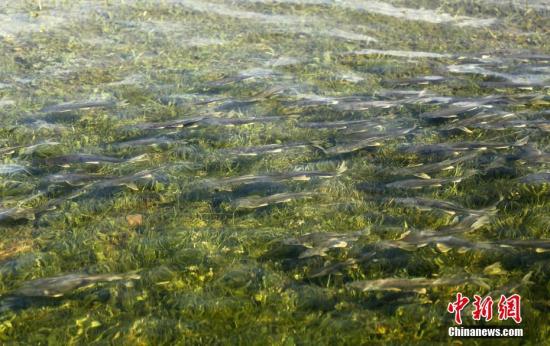 ���������һҳ