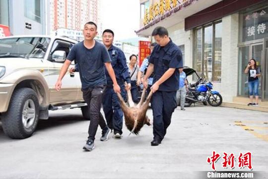 һͷҰ�������Ĵ��Ͻ��س��ؾ���Χ�������