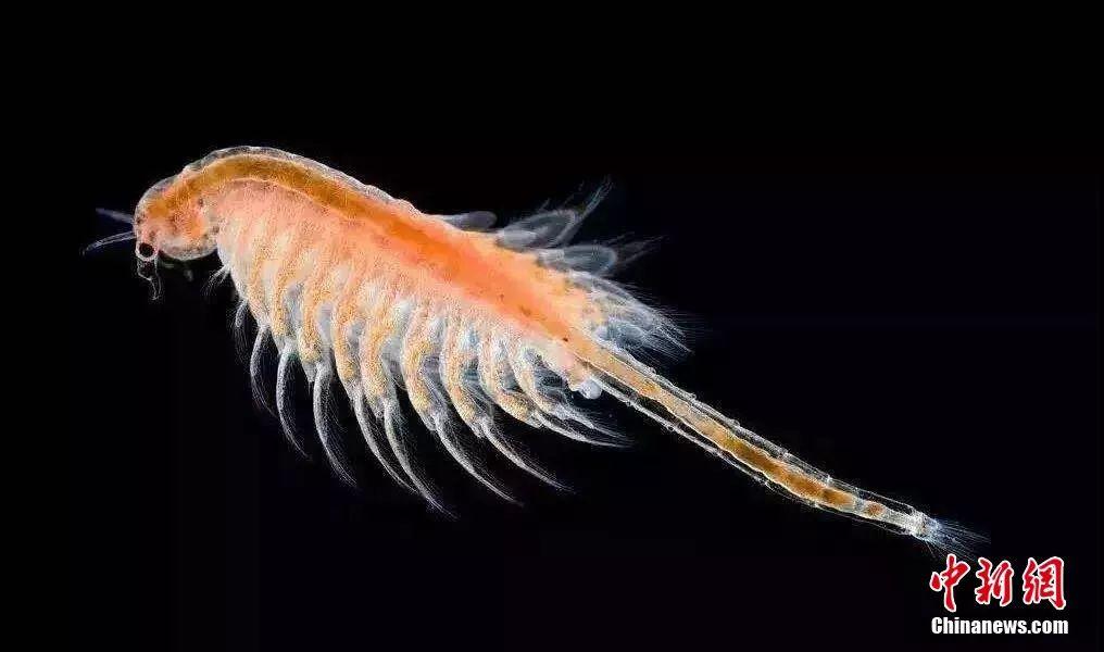 ���������һҳ