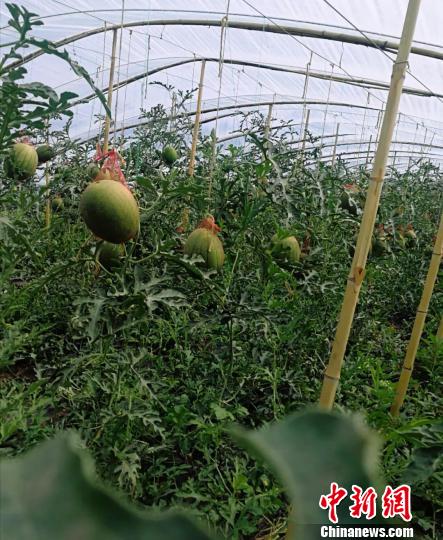 ���ɹ�40����޹����ϸ��պ��������Թ�Ⱥ�ڡ��ǣ��������