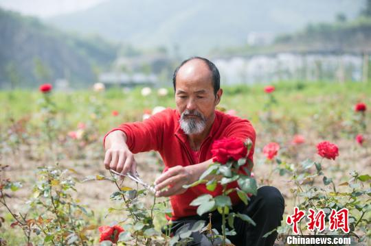 Τ��������һƬ���� �ɷ� ��